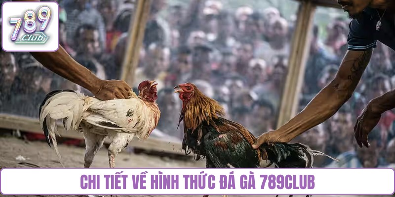 Chi tiết về hình thức đá gà 789Club