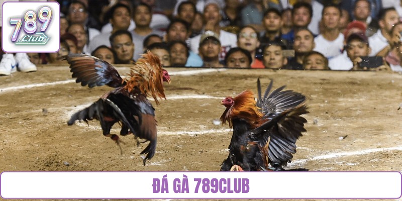 đá gà 789Club