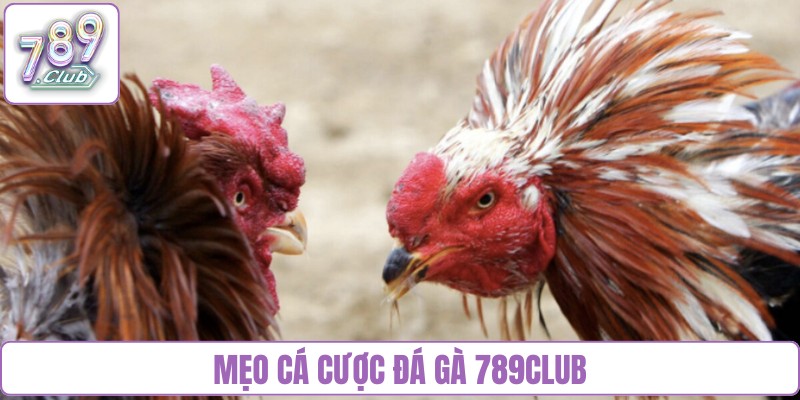 Mẹo cá cược đá gà 789Club